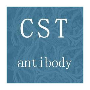 Atg5 Antibody