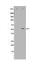 CD4 Antibody