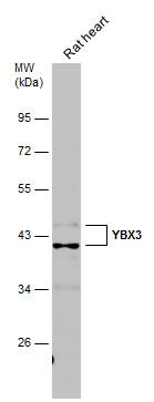 CSDA antibody