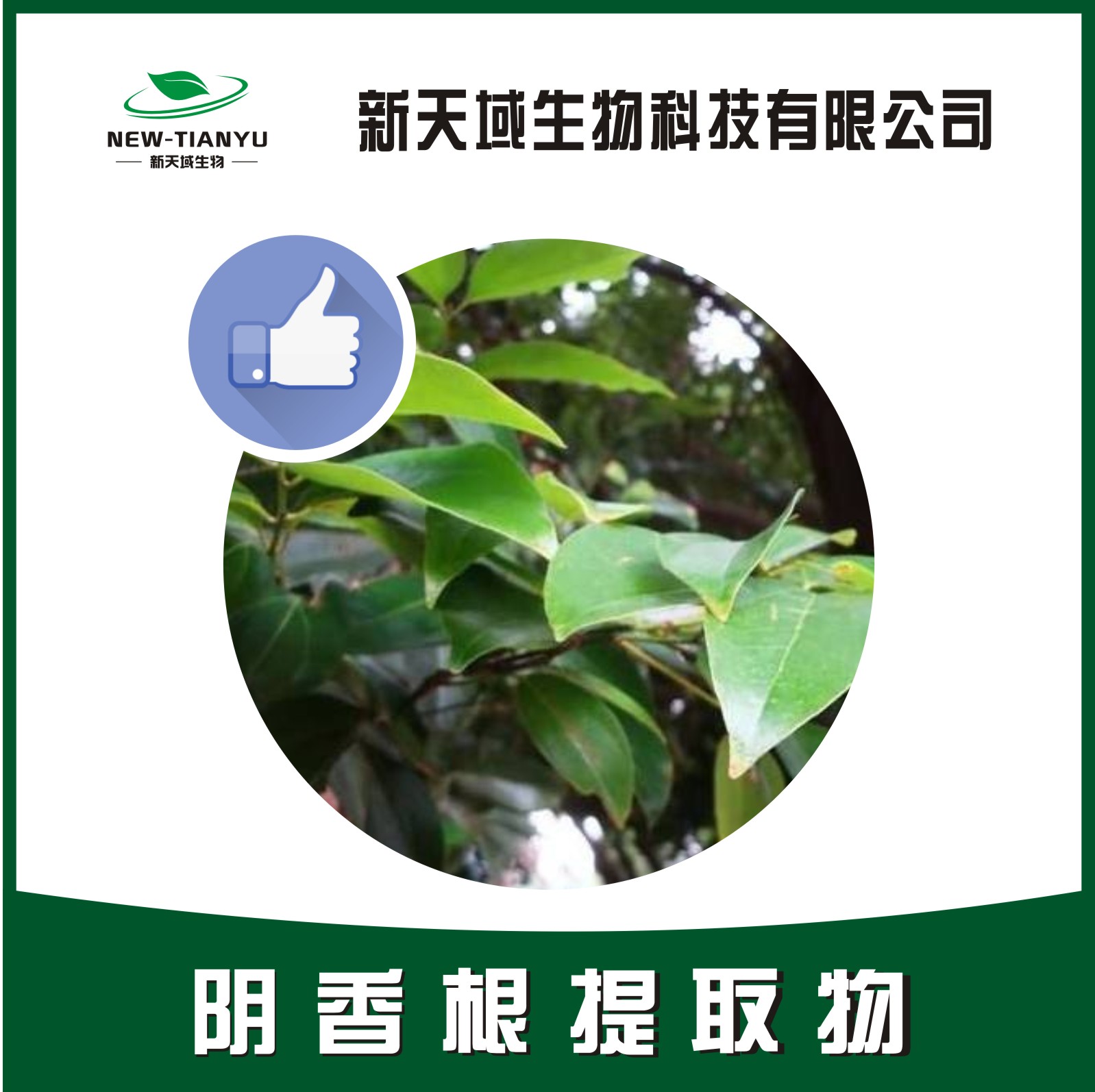 阴香根提取物,Cinnamomum burmannii Bl.