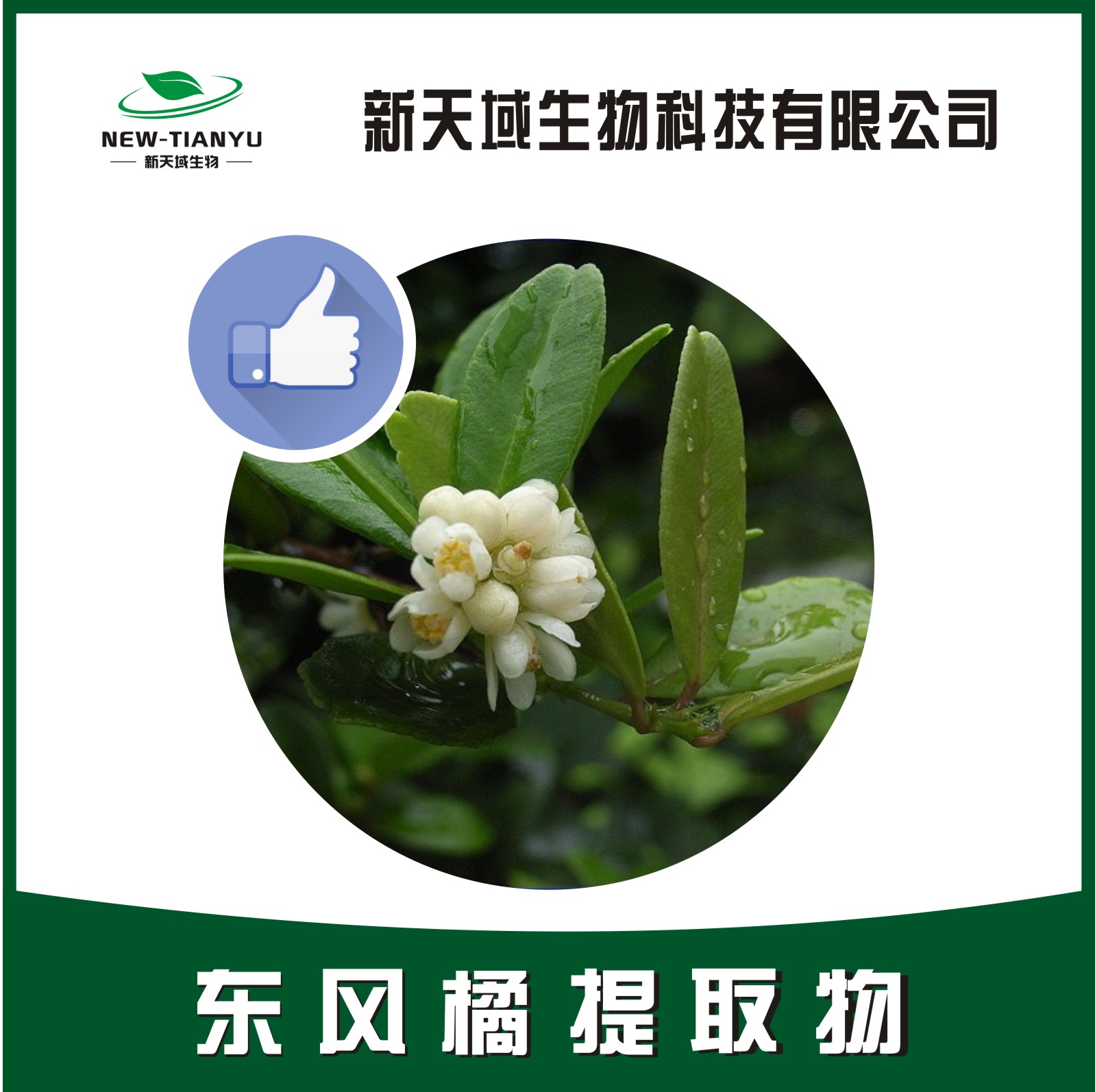 東風(fēng)橘提取物,Severinia buxifolia (Poir.) Ten.