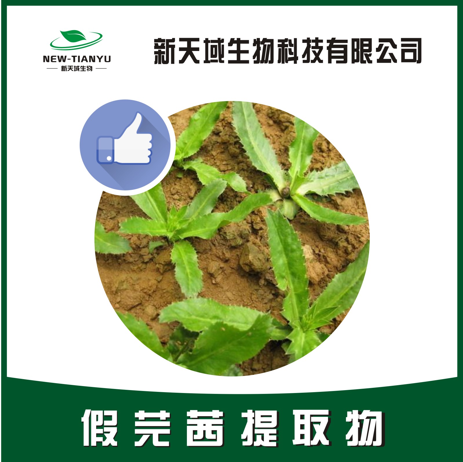 假芫茜提取物,Foetid Eryngo Herb。