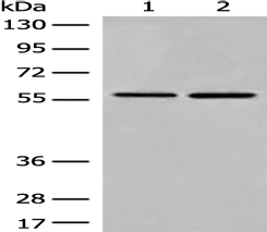 Anti-DMAP1 antibody