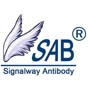 BCA3 Antibody