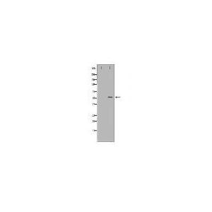 CD4 Antibody