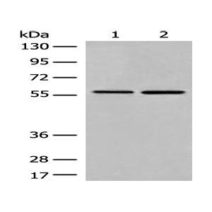 Anti-DMAP1 antibody