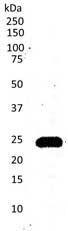 CD3 antibody [CD3-12]