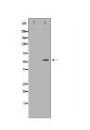 CYP3A4 Antibody