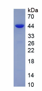 成纖維細(xì)胞生長(zhǎng)因子3(FGF3)重組蛋白,Recombinant Fibroblast Growth Factor 3 (FGF3)