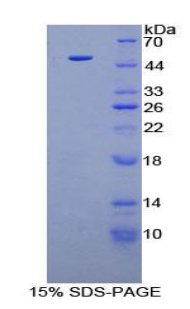 成纖維細(xì)胞生長因子6(FGF6)重組蛋白,Recombinant Fibroblast Growth Factor 6 (FGF6)