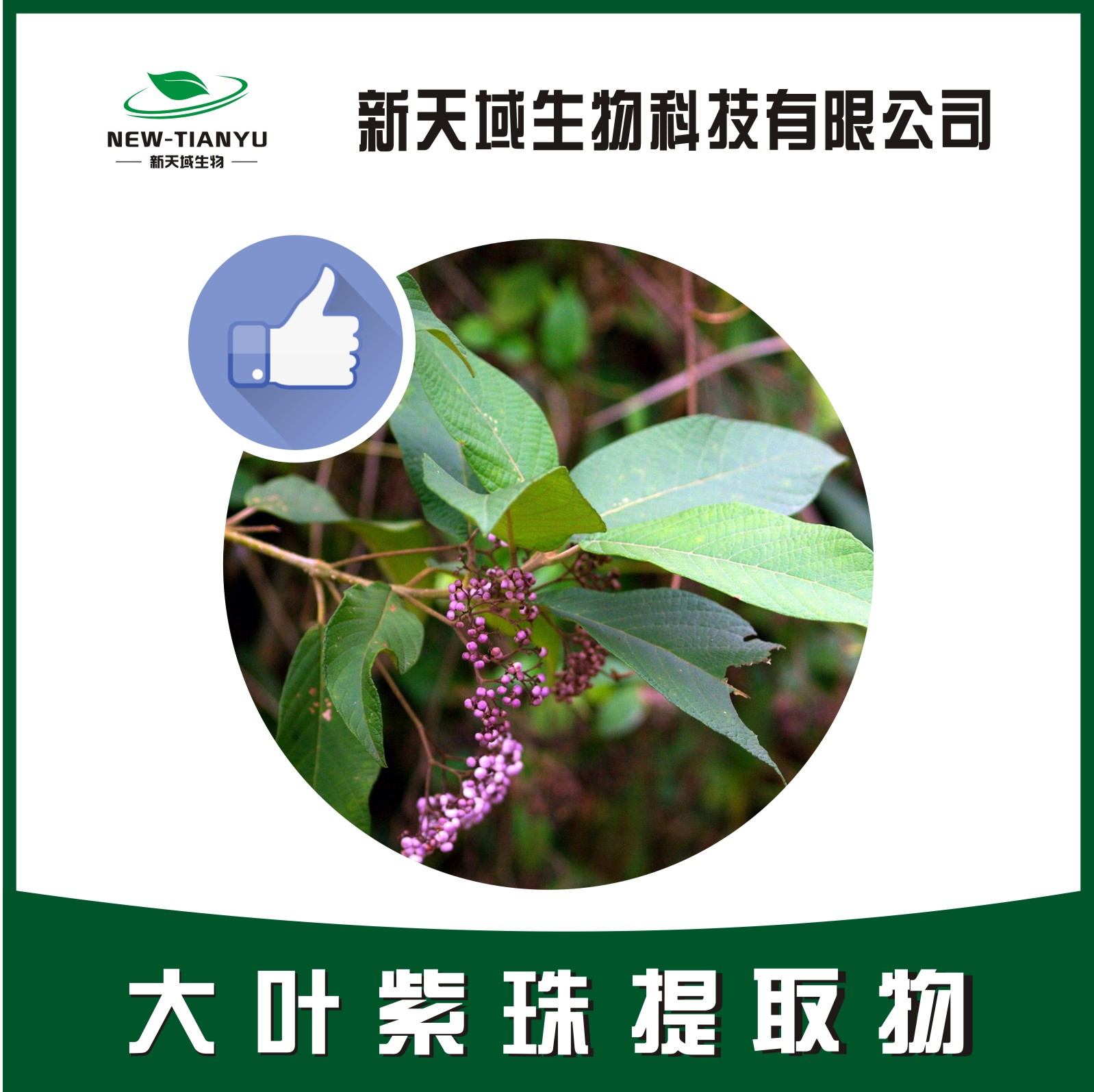 大叶紫珠提取物,Callicarpae MacrophμLlae Folium。