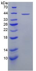 催产素受体(OXTR)重组蛋白,Recombinant Oxytocin Receptor (OXTR)