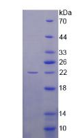 存活素(Surv)重組蛋白,Recombinant Survivin (Surv)