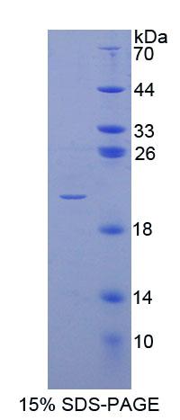 蛋白O-岩藻糖基转移酶1(POFUT1)重组蛋白,Recombinant Protein O-Fucosyltransferase 1 (POFUT1)