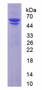 蛋白二硫鍵異構(gòu)酶(PDI)重組蛋白,Recombinant Protein Disulfide Isomerase (PDI)