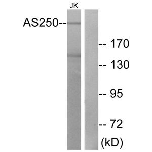 AS250 antibody