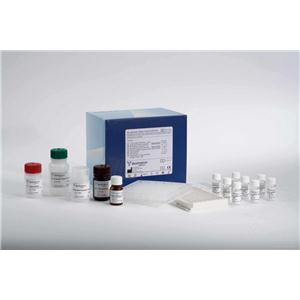 Human Cyclic guanosine monophosphate,cGMP ELISA Kit
