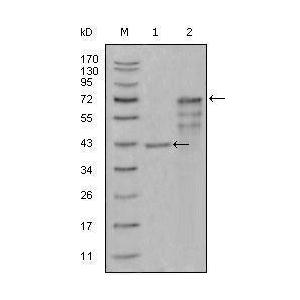 CHIT1 antibody [1D9G2,1D9G4,2B4G3]