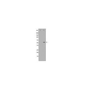 CYP3A4 Antibody