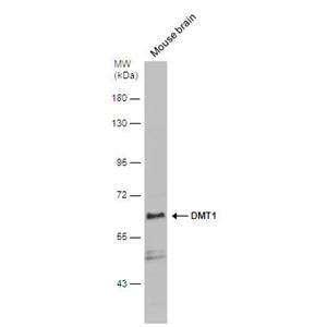 DMT1 antibody
