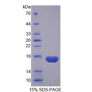 蛋白二硫化物异构酶A4(PDIA4)重组蛋白,Recombinant Protein Disulfide Isomerase A4 (PDIA4)