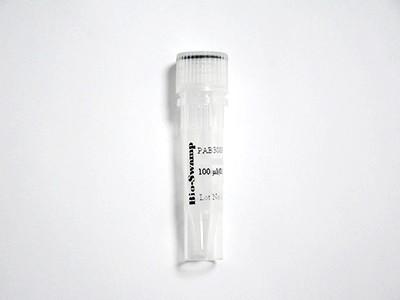 DSC2 Polyclonal Antibody