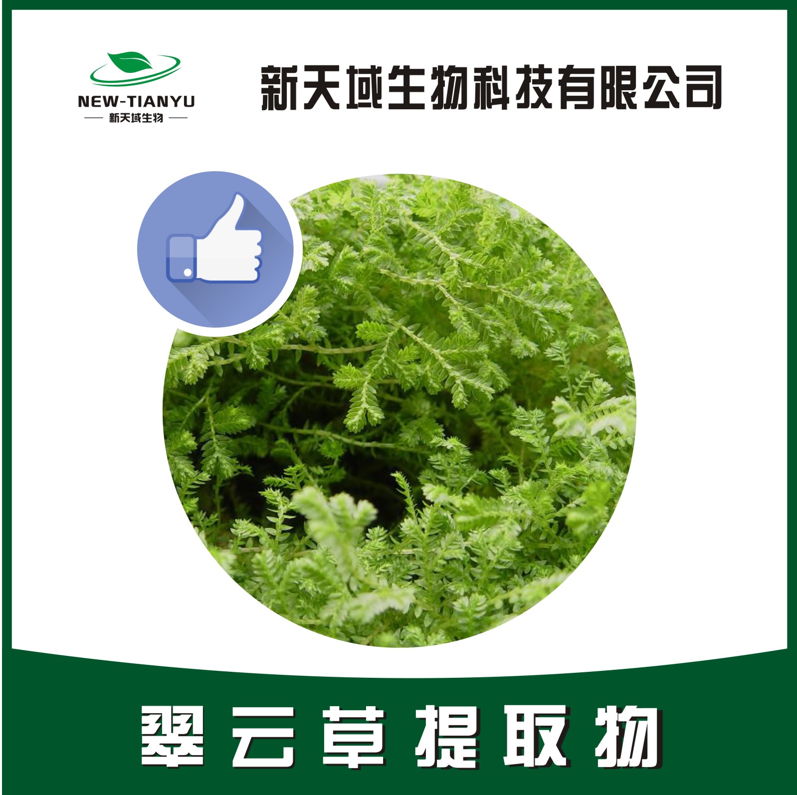 翠云草提取物,Herba Selaginellae Uncinatae。