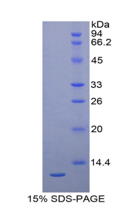 蛋白聚糖4(PRG4)重组蛋白,Recombinant Proteoglycan 4 (PRG4)