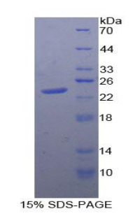 蛋白酪氨酸磷酸酶受体N(PTPRN)重组蛋白,Recombinant Protein Tyrosine Phosphatase Receptor Type N (PTPRN)