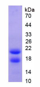 蛋白酶3(PR3)重组蛋白,Recombinant Proteinase 3 (PR3)