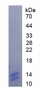 蛋白酶激活受体1(PAR1)重组蛋白,Recombinant Protease Activated Receptor 1 (PAR1)