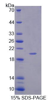 淀粉样蛋白β前体样蛋白1(APLP1)重组蛋白,Recombinant Amyloid Beta Precursor Like Protein 1 (APLP1)