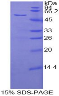 凋亡相关因子配体(FASL)重组蛋白,Recombinant Factor Related Apoptosis Ligand (FASL)