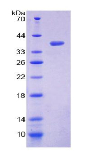 兜甲蛋白(LOR)重組蛋白,Recombinant Loricrin (LOR)