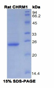 毒蕈堿型膽堿受體M1(CHRM1)重組蛋白,Recombinant Cholinergic Receptor, Muscarinic 1 (CHRM1)