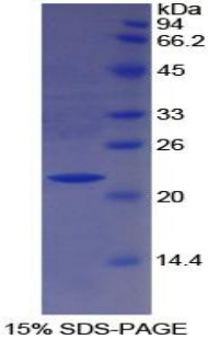 对氧磷酶1(PON1)重组蛋白,Recombinant Paraoxonase 1 (PON1)