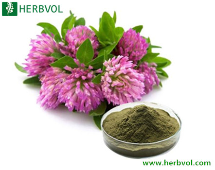 Red Clover Extract