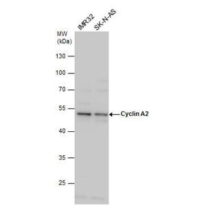 Cyclin A2 antibody