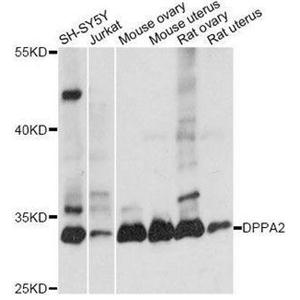 Dppa2 antibody