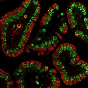 Histone H3 antibody