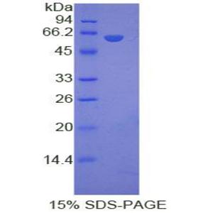 低密度脂蛋白受体相关蛋白8(LRP8)重组蛋白