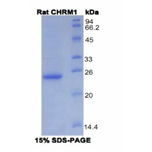 毒蕈碱型胆碱受体M1(CHRM1)重组蛋白