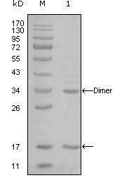 EP300 antibody [7D8A6]