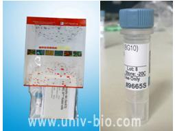 Histone H3 Antibody