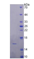 多巴胺受体D1(DRD1)重组蛋白,Recombinant Dopamine Receptor D1 (DRD1)