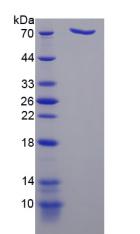 二肽基肽酶9(DPP9)重組蛋白,Recombinant Dipeptidyl Peptidase 9 (DPP9)