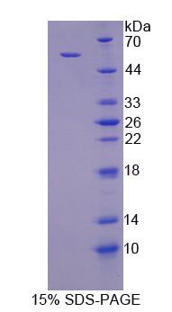 反式高尔基体网状结构蛋白2(TGOLN2)重组蛋白,Recombinant Trans Golgi Network Protein 2 (TGOLN2)