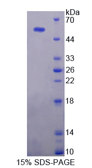 泛素特异性肽酶7(USP7)重组蛋白,Recombinant Ubiquitin Specific Peptidase 7 (USP7)