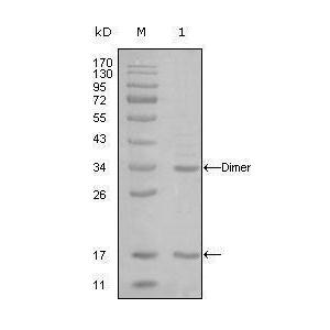 EP300 antibody [7D8A6]