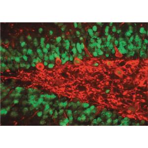 Anti-EnterobacterioPhage MS2 Coat Pr